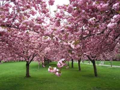 Cherry trees Cherry trees