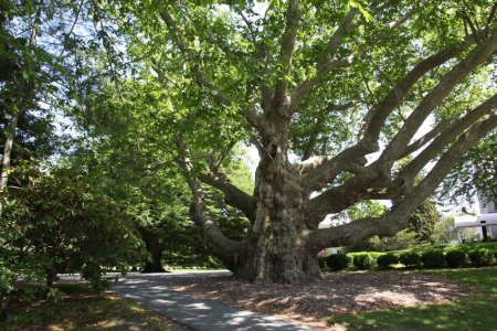 The Arboretum at Salve Regina University