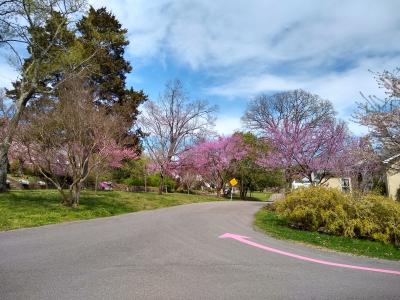 Red buds North Hills