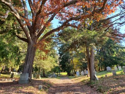 Cemetery trees