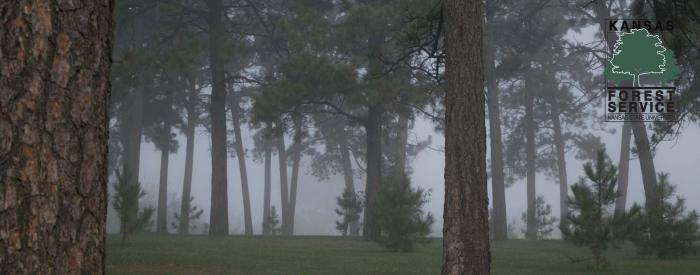 Kansas Forest Arboretum