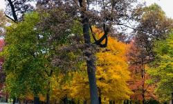 fall leaves fall